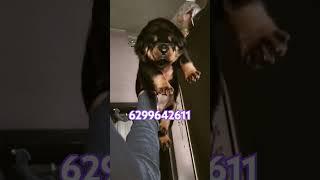 Cheapest Rottweiler puppy Available in Dhanbad Jharkhand 📞 6299642611