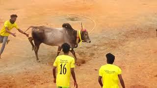 சிவகங்கை மாநகருக்கு பெருமை சேர்க்கும் சிவகங்கை பாப் துணிவுடன்🙏 SVGஅஞ்சாம்படை Vsஅட்டப்பட்டி கோபி காளை