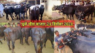 धुळे म्हैस बाजार live 🔴 24 डिसेंबर 2024 || टॉप कॉलिटी च्या जाफराबादी म्हशींचा  बाजार