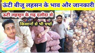 ऊटी बीजू लहसून भाव और जानकारी Ooty Garlic Rate Daloda Mandi।