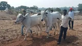 छिंदवाड़ा जिला बबलू पटेल निवारी कटियाढाना और मुंडी पट प्रतियोगिता