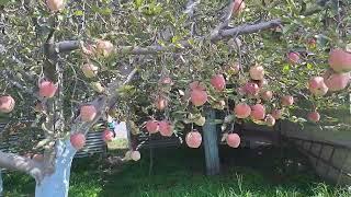 Apple Garden Anantnag raod Kashmir | Video