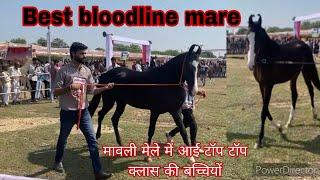 Milk Teeth  Filly Mares TOP Quality all Queen Horse fair mavli udaipur Rajasthan हॉर्स शो मावली