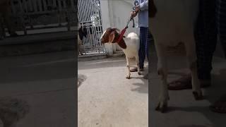 Jk goat  farm  Aurangabad sold out 9172964799