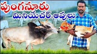 #మినియేచర్ ఆవులు అమ్మబడును | 7993104742 | #RK_PUNGANURCOWS Rajahmundry