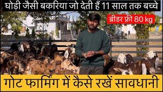 2 टाइम बच्चे देने वाली सिरोही नस्ल की बकरिया!! Sirohi pregnant female #  shiv goat farm