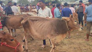 আজ ৯ জানুয়ারি ২৫ | মোটাতাজার উপযোগী শুকনো গাভী গরুর দাম | রানীগঞ্জ হাট | দিনাজপুর