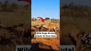 Brutal Wild Dogs Attack To Poor Beer