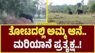 Shivamogga | ಶಿವಮೊಗ್ಗದ ಲಕ್ಕವಳ್ಳಿ ತೋಟದಲ್ಲಿ ಆನೆಗಳು ಪ್ರತ್ಯಕ್ಷ