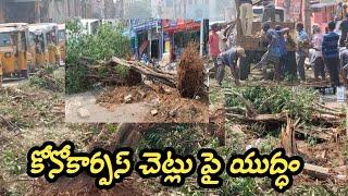 కోనోకార్పస్ మొక్కల పై యుద్ధం | srikakulam |Conocarpus - publictvpjw