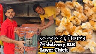 RIR Layer মুৰ্গী পালন কোকৰাঝাৰ অসম। RIR Layer chicken farming at Assam