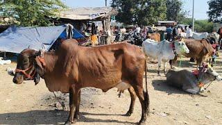 #गढ़ाकोटा पशु बाजार में एक #गाय ने सुंदर बछड़े को जन्म दिया 😘😘 #pashu_mandi_MP #desi cow dairy farm😊