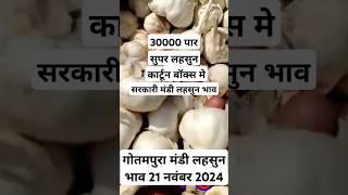 गोतमपुरा मंडी लहसुन भाव 21 नवंबर 2024