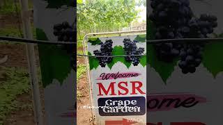 A trip to cumbum vineyard