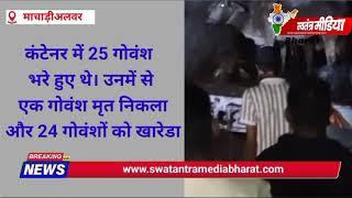 Machadi Alwar news: गायों से भरा कंटेनर पकड़ा 24 गोवंशों को कराया मुक्त।