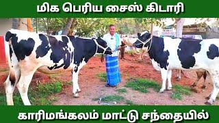 இன்று கன்றுகள் வரவு குறைவு//காரிமங்கலம் மாட்டு சந்தை//cow market in tamilnadu.