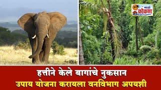 दोडामार्ग - हत्तीने केले बागांचे नुकसान, उपाय योजना करायला वनविभाग अपयशी