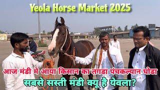 येवला मंडी की नये साल की पेहेली विडिओ। Yeola Ghoda Mandi | Yeola Horse Market 2025 | Horse Market