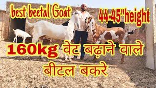 हनुमानगढ़# best beetal #Goat 🐐# अल्लाह रखा भाई के पास 120kg बड़े फ्रेम beetal #के बकरों का कलेक्शन