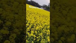 barpeta Assam 🌹🌾🌾❤️❤️