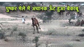 पुष्कर मेले में ऊंट हुआ अचानक बेकाबू ।। Pushkar।। pushkar mela।। durga tour 9