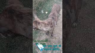 #देसी कुत्ता कुत्ते की सहायता कीजिए।#Desi dog help the dog.#डग  #animals #कत #ha 10/01/2025/06:54am