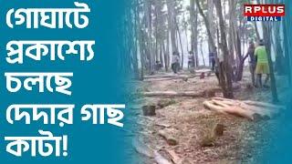 Arambagh News  গোঘাটে  প্রকাশ্যে চলছে দেদার গাছ কাটা! | R Plus News