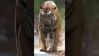 Pilibhit tiger reserve | बाघ की चंचल चाल | ptr | shorts | tigervideo | animalvideos