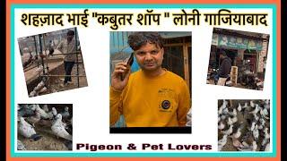 Kabuter Shop “Shahzad Pet House” Loni Gaziabad/ शहजाद कबूतर शॉप लोनी गाजियाबाद