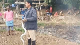 RESCEUE BIG KOBRA SNAKE ঘাটাল 7 নাম্বার ওয়াড় থেকে ঘাটাল বনদপ্তর পশ্চিম মেদিনীপুর খুবি বিষোধর W B