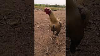 రోహిత్ కోన పాము వరంగల్ సేల్స్ అడ్రస్ #villagelife #viralvideo #youtubeshorts #trendingshorts 🐓🐓👌