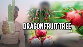 dragon fruit tree gajapati  odiisha ଗଜପତି ରେ ଡ୍ରାଗନ୍ ଫ୍ରୁଟ