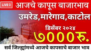 🔴Kapus bhav,आजचे कापूस बाजारभाव,डिसेंबर २०२४, मारेगाव उमरेड काटोल भाव 7000 रु.