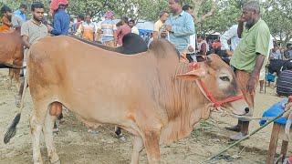 ঘোড়াঘাট থানা রানীগঞ্জ হাটে এরে গরু কি দামে বেচা কিনা হচ্ছে