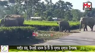 🔴নুমলীগড় মৰঙী মৌজাত অব্যাহত আছে হাতী মানুহৰ সংঘাত ।