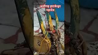 अलीगढ़ हाटकेश्वर महादेव के दर्शन