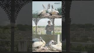 🦩🦢🦤ఉప్పలపాడు - Uppalapadu Bird Sanctuary | Guntur | Andhra Pradesh |గుంటూరు