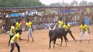 மேலூர் காமாட்சிபுரம் நாகராஜ் காளை vs காடனேரி புல்வநாயகி அம்மன் குழு