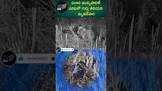 పలాస మున్సిపాలిటీ పరిధిలో గుర్తు తెలియని మృతదేహం కలకలం ||SSNEWSSRIKAKULAM