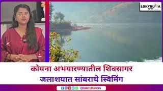 कोयना अभयारण्यातील शिवसागर जलाशयात सांबराचे स्विमिंग; बोटचालकाच्या कॅमेऱ्यात व्हिडिओ कैद