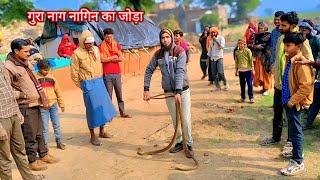 श्योपुर जिले के भीकापुर गांव में निकला गुरा नाग नागिन का जोड़ा Rat snake non venomous