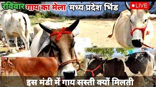 Dairy farm | Cow for sale | भिंड पशु मंडी | Pashu Mandi Bhind | इस मंडी में सस्ती गए क्यों मिलती है