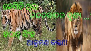 କେମିତି ଥିଲା ନନ୍ଦନକାନନ ର Zoological park 🏞️ ??  || ସିଂହ ରାଗିଯାଇ କଲା ଆକ୍ରମଣ || odia vlog ||