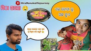 ମିଠା ଅଲୋ 🤤 ଏଇ ଓଲ ପାଟିକୁ କୁଣ୍ଡେଇ ନଥାଏ ||#vlog #odiavlog #HiraRenukalifejourney Renuka-official