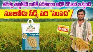 తెగుళ్లు తట్టుకొని అధిక దిగుబడి ఇస్తుంది | Nuziveedu Seeds Sampada Paddy Seeds | AgriTech Telugu