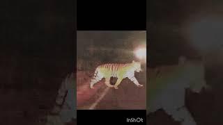 kalamb mdhye vagh|tiger in kalamb|कळंब मध्ये वाघ!tiger found on Vasubaras tiger in yavatmal latest