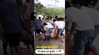 गौ रक्षक दल कुम्हेर #shorts #shortvideo #shortsviral #