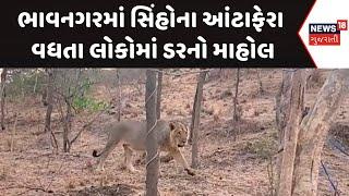 Bhavnagar Wild Life News : ભાવનગરમાં સિંહોના આંટાફેરા વધતા લોકોમાં ડરનો માહોલ | Gujarati Samachar