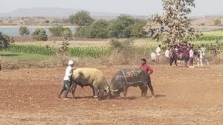 अधीरा नागझिरी 🆚 सरताज जैनाबाद टक्कर नांदुरा खुर्द दंगल में