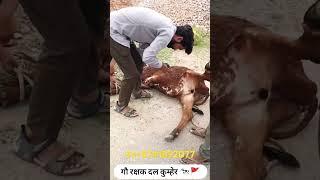 गौ रक्षक दल कुम्हेर #shortsfeed #shortvide #short #